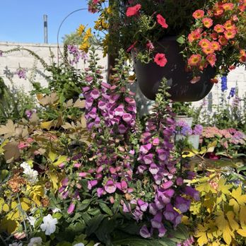 SummerWinds Nursery - Campbell - Nurseries & Gardening Near Me - Campbell, California SummerWinds Nursery - Campbell - Nurseries & Gardening Near Me - Campbell, California
