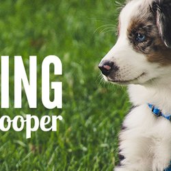 The Pet King Pooper Scooper Services