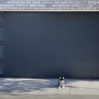 Dogs Trained Right - 3 month old Piper learning Place - an incredibly useful command - Pet Training Near Me