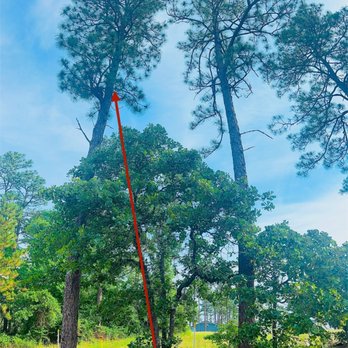 MEIER & SONS TREE SERVICE - Updated July 2025 - West End
