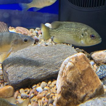 Appalachian Rivers Aquarium - Red Eye - Aquariums Near Me - Bryson City, North Carolina