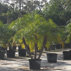 The Garden Depot
