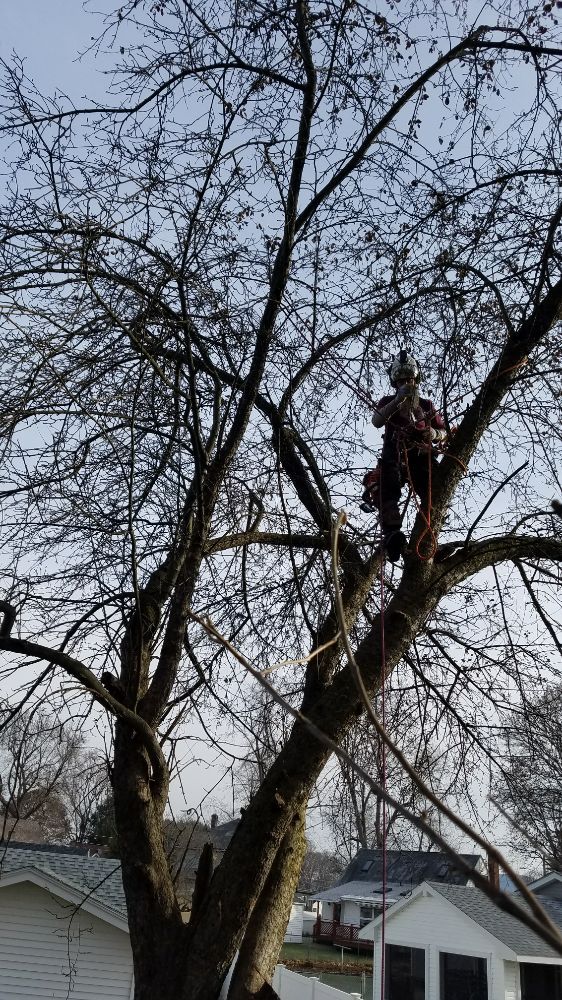 Veterans Tree Service - veterans service organization in Pittsfield, MA