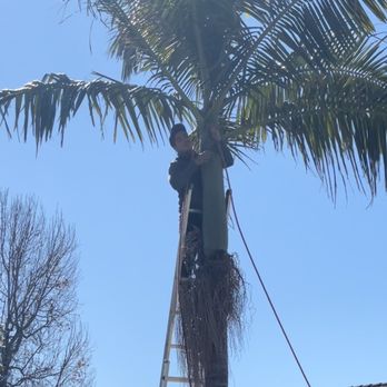 Premium Tree Care - Tree Services Near Me
