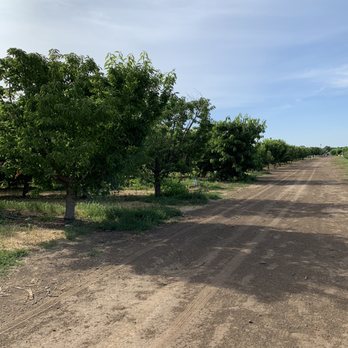 Alpine Blue Farms - Pick Your Own Farms Near Me - Stockton, California Alpine Blue Farms - Pick Your Own Farms Near Me - Stockton, California