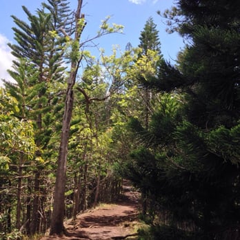 Aiea Loop Trail - Beautiful forest! - Hiking Near Me - Aiea, Hawaii