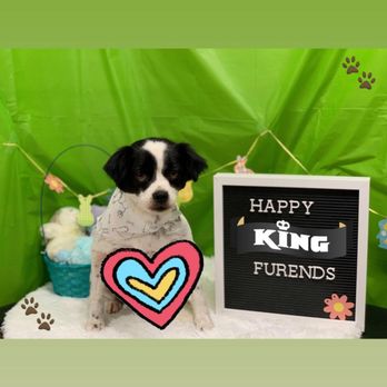 Paw Shoppe Pet Center - Pet Stores Near Me - Long Beach, California