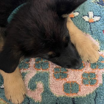 Mayhew German Shepherds - Pet Breeders Near Me Mayhew German Shepherds - Pet Breeders Near Me