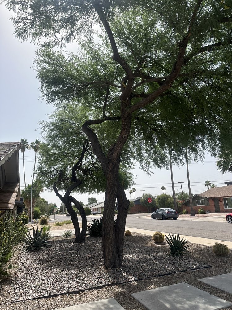 Misael Tree Service - tree service in Phoenix, AZ