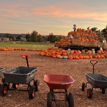 Scholls Ferry Farm - Wagon's ho! Ready and waiting for a ride though the pumpkin patch at Scholls Ferry Farm - Pumpkin Patches Near Me - Hillsboro, Oregon Scholls Ferry Farm - Wagon's ho! Ready and waiting for a ride though the pumpkin patch at Scholls Ferry Farm - Pumpkin Patches Near Me - Hillsboro, Oregon