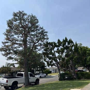 Vicente Tree Services and Landscape - After photo from Vicente Tree Service! - Landscaping Near Me