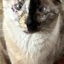 Photo of Cat Clinic of Greenville