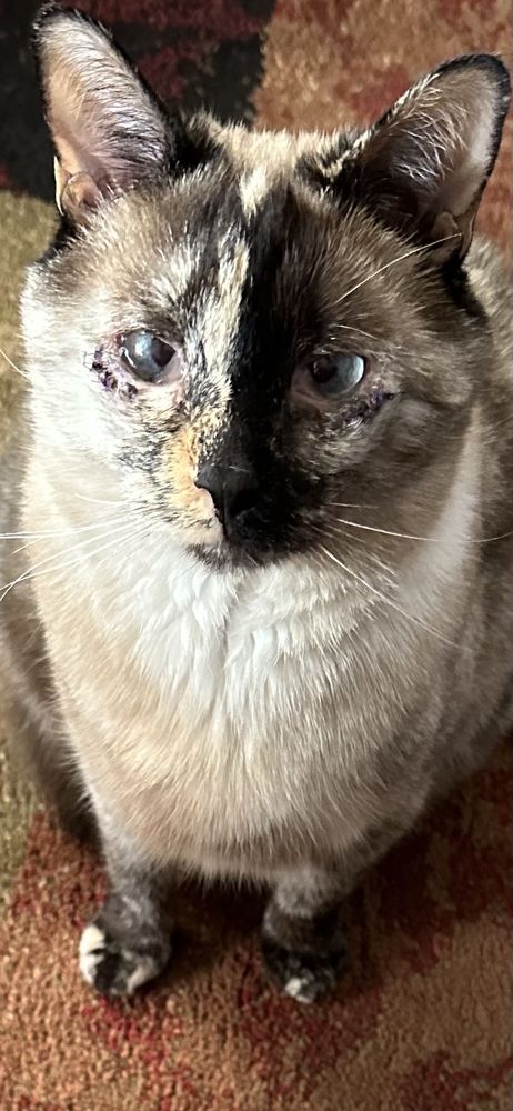 Cat Clinic of Greenville - pet boarding facility in Greenville, SC