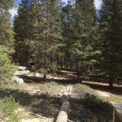 Curtis Point Tree Service