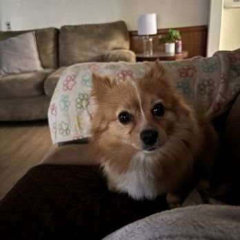 Jet's Pet Hospital - Stitch - Veterinarians Near Me - Fullerton, California