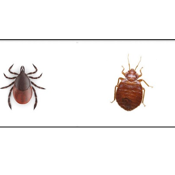 Residence Inn by Marriott Reno - Google search for differentiation: https://www.bedbugsbites.net/tell-difference-ticks-bed-bugs/ - Hotels Near Me - Reno, Nevada Residence Inn by Marriott Reno - Google search for differentiation: https://www.bedbugsbites.net/tell-difference-ticks-bed-bugs/ - Hotels Near Me - Reno, Nevada