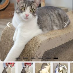 Contra Costa Humane Society - This is my beautiful addition in the adoption process