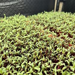 Micro Fresh Farm