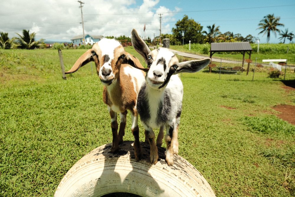Honomu Goat Dairy Logo