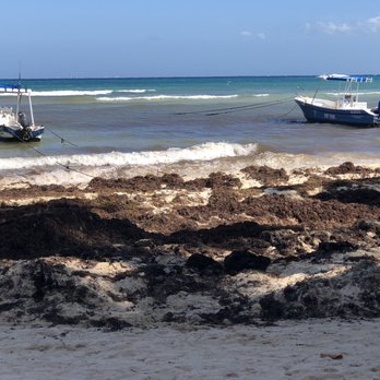Playa Palms - More seaweed - Hotels Near Me - Playa del Carmen, ROO