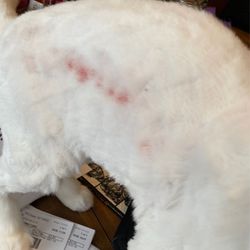 Claws & Paws Pet Grooming