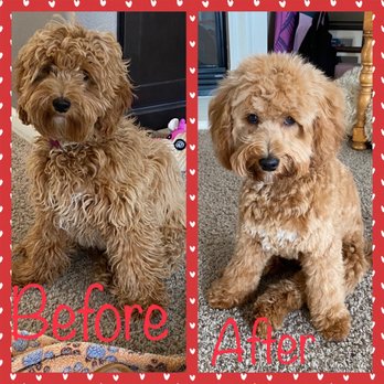 Canine Design Midtown - Pet Groomers Near Me - Reno, Nevada