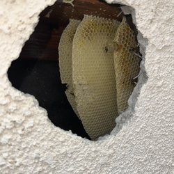 Kimbo Pest Solution - Call us at 760-593-8684 to schedule a free inspection appointment.