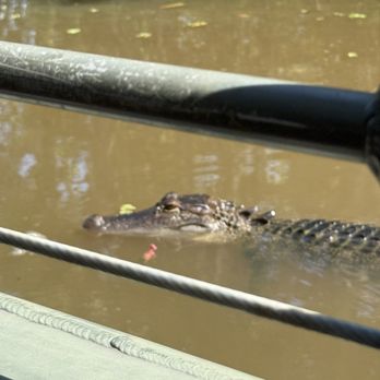 Cajun Encounters Tour Company - Tours Near Me - Slidell, Louisiana