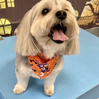Bark Shop - Pet Training Near Me - Urbandale, Iowa Bark Shop - Pet Training Near Me - Urbandale, Iowa