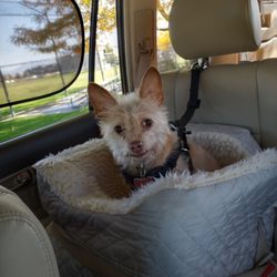 Awash & Groom Pet Services