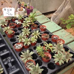 New Utrecht Garden Center - Bitty succulents-- so cute!