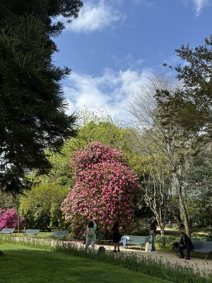Jardins do Palácio de Cristal by null