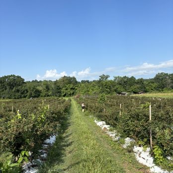 Kelley's Berry Farm - Pick Your Own Farms Near Me - Castalian Springs, Tennessee Kelley's Berry Farm - Pick Your Own Farms Near Me - Castalian Springs, Tennessee