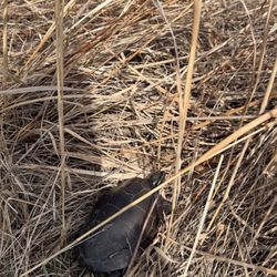 Deer Grove West - Here is my turtle friend.