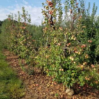 Mercier Orchards - Apples y'all - Bakeries Near Me - Blue Ridge, Georgia