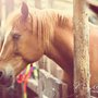 Photo of Horse Country Farm