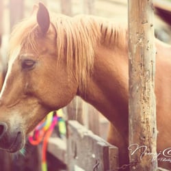 Horse Country Farm