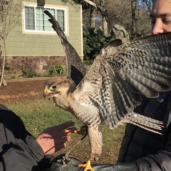 West Coast Falconry - Specialty Schools Near Me - Marysville, California West Coast Falconry - Specialty Schools Near Me - Marysville, California