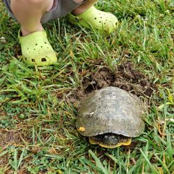 Lincoln State Park - Turtle Nesting