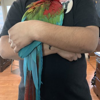Omar's Exotic Birds - Pet Sitting Near Me - Lake Forest, California Omar's Exotic Birds - Pet Sitting Near Me - Lake Forest, California