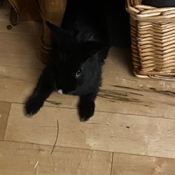 Michelle's Pet Center - Lionhead/Mini Rex cross.