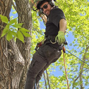 Stress Free Tree Care - Tree Services Near Me - Reno, Nevada Stress Free Tree Care - Tree Services Near Me - Reno, Nevada