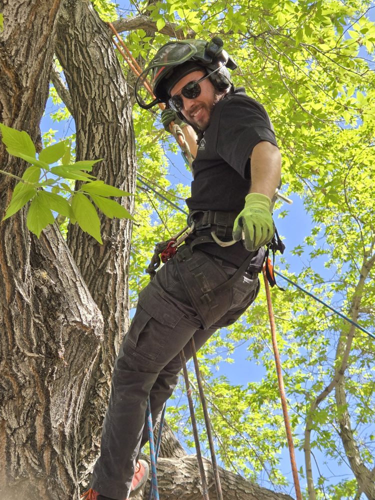 Stress Free Tree Care - tree service in Reno, NV