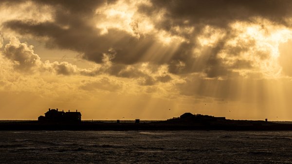 Año Nuevo State Park by null