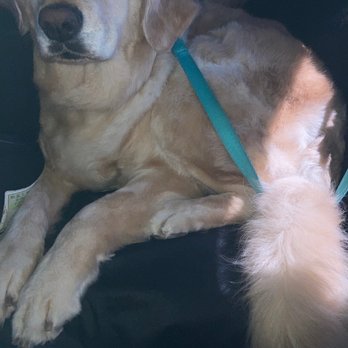 Private Mobile Grooming - Feeling royal. - Pet Groomers Near Me Private Mobile Grooming - Feeling royal. - Pet Groomers Near Me