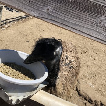 Ostrichland USA - Attraction Farms Near Me - Solvang, California Ostrichland USA - Attraction Farms Near Me - Solvang, California