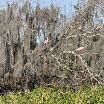 Airrow Boat Tours - Boat Tours Near Me - Orlando, Florida Airrow Boat Tours - Boat Tours Near Me - Orlando, Florida