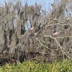 Airrow Boat Tours