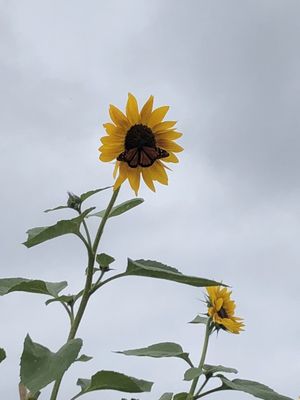 8th Street Market by null