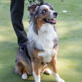 ALL4K9 - Pet Sitting Near Me - Cary, Illinois